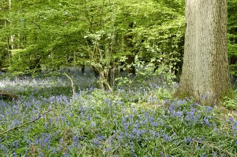 Bluebells Stock Photos
