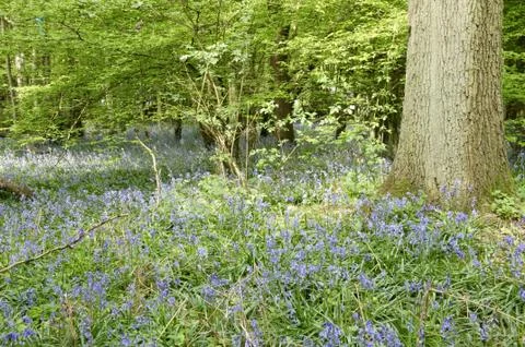 Bluebells Stock Photos