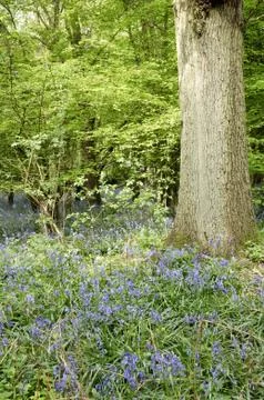 Bluebells Foto stock