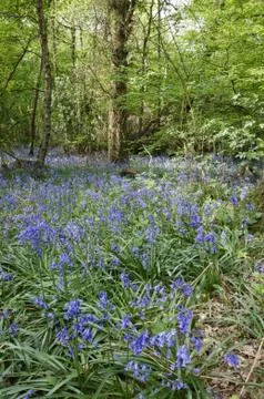 Bluebells Stock Photos