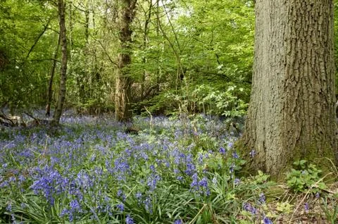 Bluebells Stock Photos