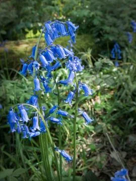 Bluebells Stock Photos