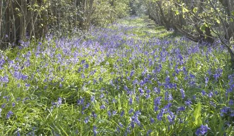 Bluebells Foto stock