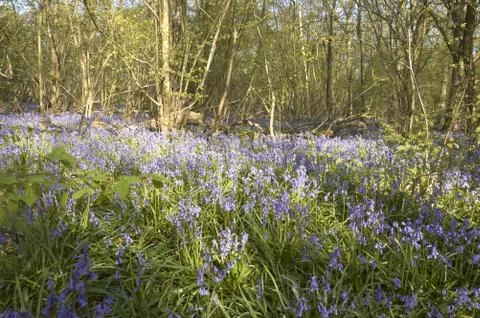 Bluebells Stock Photos