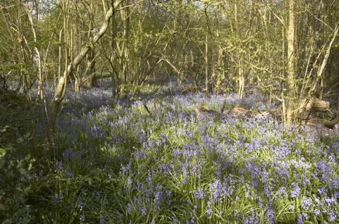 Bluebells Stock Photos
