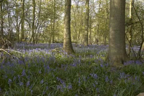 Bluebells Stock Photos