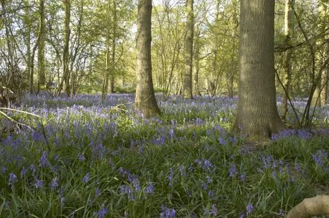 Bluebells Stock Photos