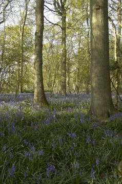 Bluebells Stock Photos