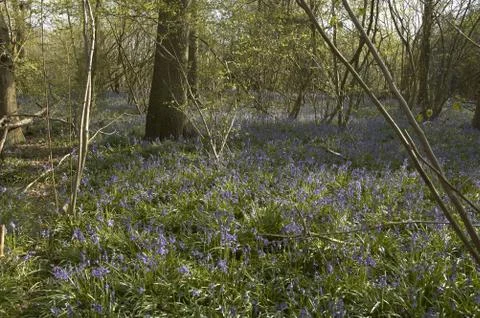 Bluebells Stock Photos
