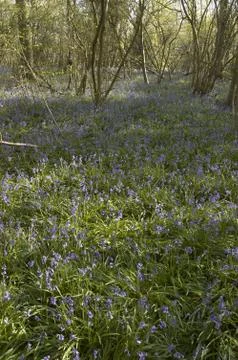 Bluebells Stock Photos