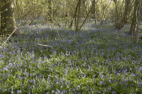 Bluebells Stock Photos