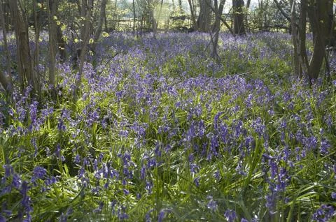 Bluebells Foto stock