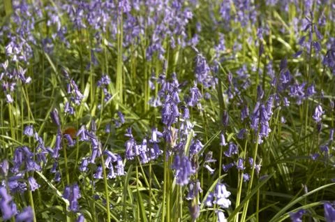 Bluebells Stock Photos