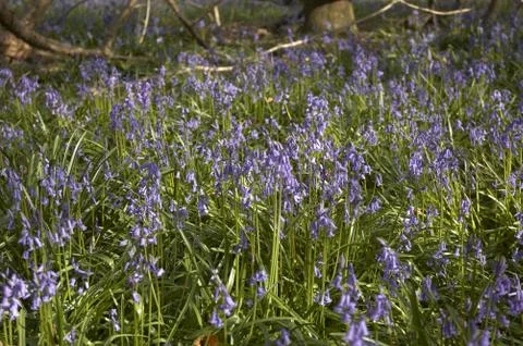 Bluebells Stock Photos