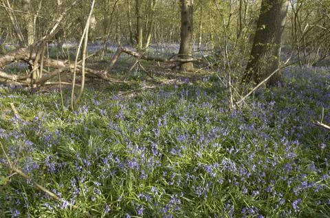 Bluebells Stock Photos