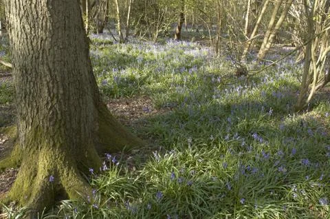 Bluebells Stock Photos