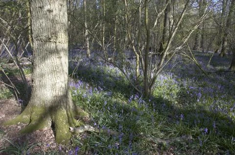 Bluebells Stock Photos