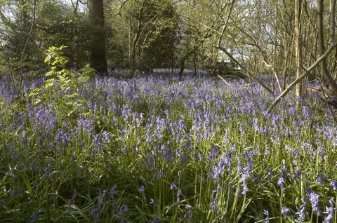 Bluebells Stock Photos
