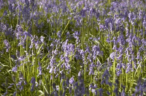 Bluebells Stock Photos