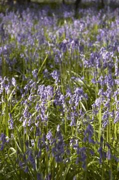 Bluebells Stock Photos