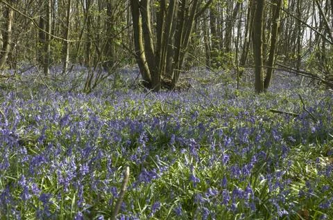 Bluebells Stock Photos
