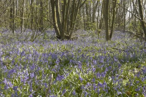 Bluebells Stock Photos