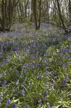 Bluebells Stock Photos