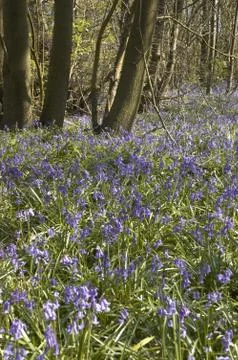 Bluebells Stock Photos