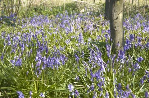Bluebells Stock Photos