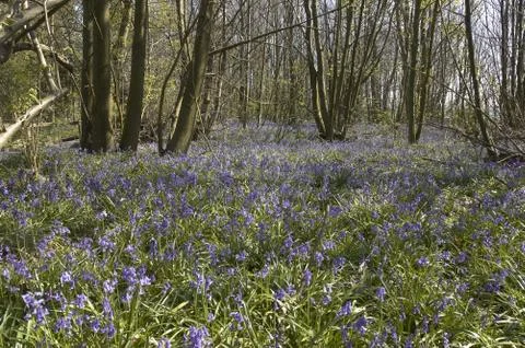 Bluebells Stock Photos