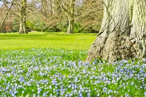 Bluebells Stock Photos