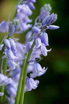 Bluebells Stock Photos