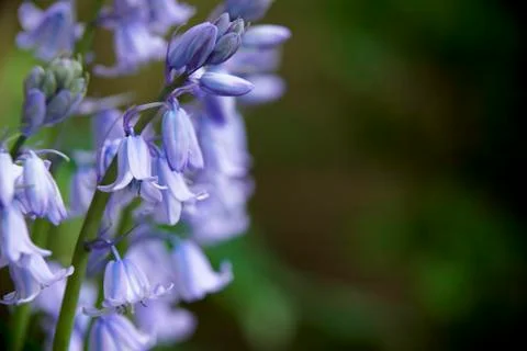 Bluebells Foto stock