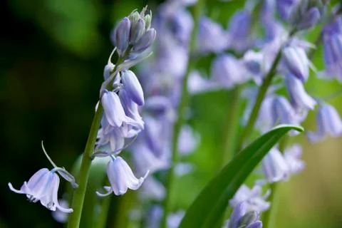 Bluebells Stock Photos