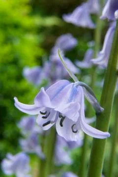 Bluebells Foto stock