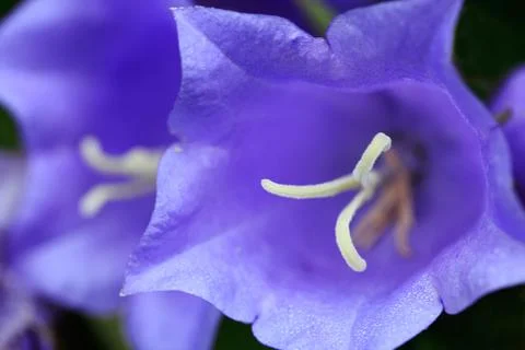 Bluebells Stock Photos