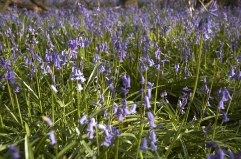Bluebells Stock Photos