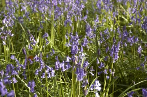 Bluebells Stock Photos