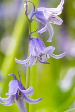 Bluebells Stock Photos