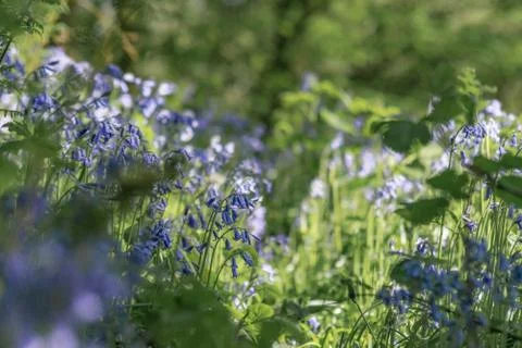 Bluebells Stock Photos