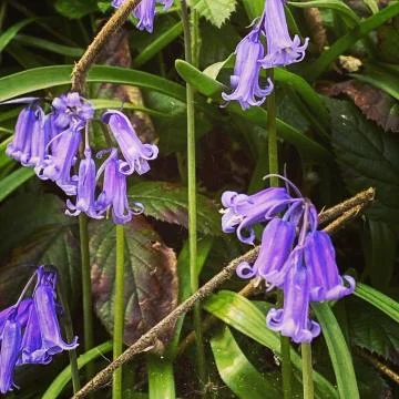 Bluebells Foto stock