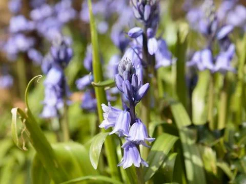 Bluebells Stock Photos