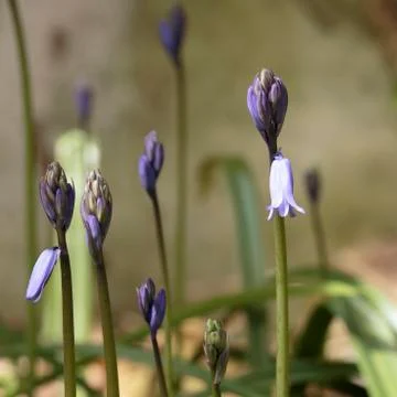 Bluebells Stock Photos