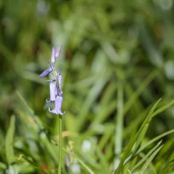 Bluebells Stock Photos
