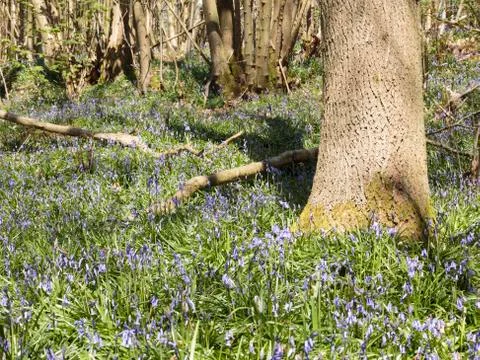 Bluebells Stock Photos