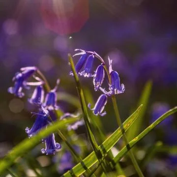 Bluebells Stock Photos