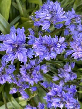 Bluebells Stock Photos