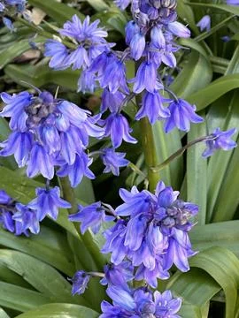 Bluebells Stock Photos