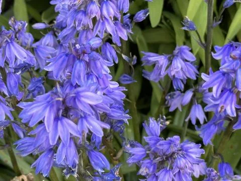 Bluebells Stock Photos