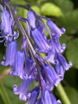 Bluebells Stock Photos